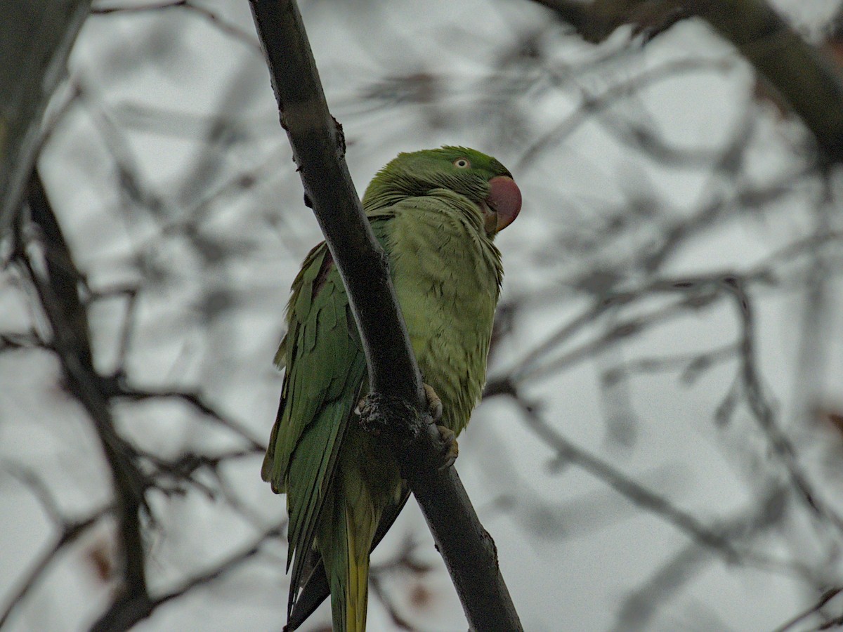 Alexandrine Parakeet - ML628106523