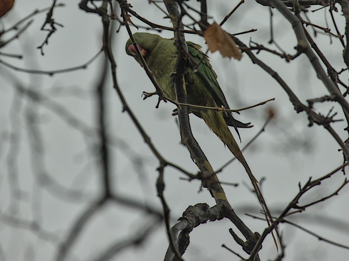 Alexandrine Parakeet - ML628106524