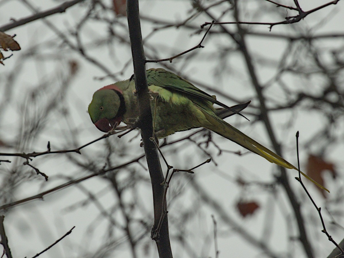 Alexandrine Parakeet - ML628106525