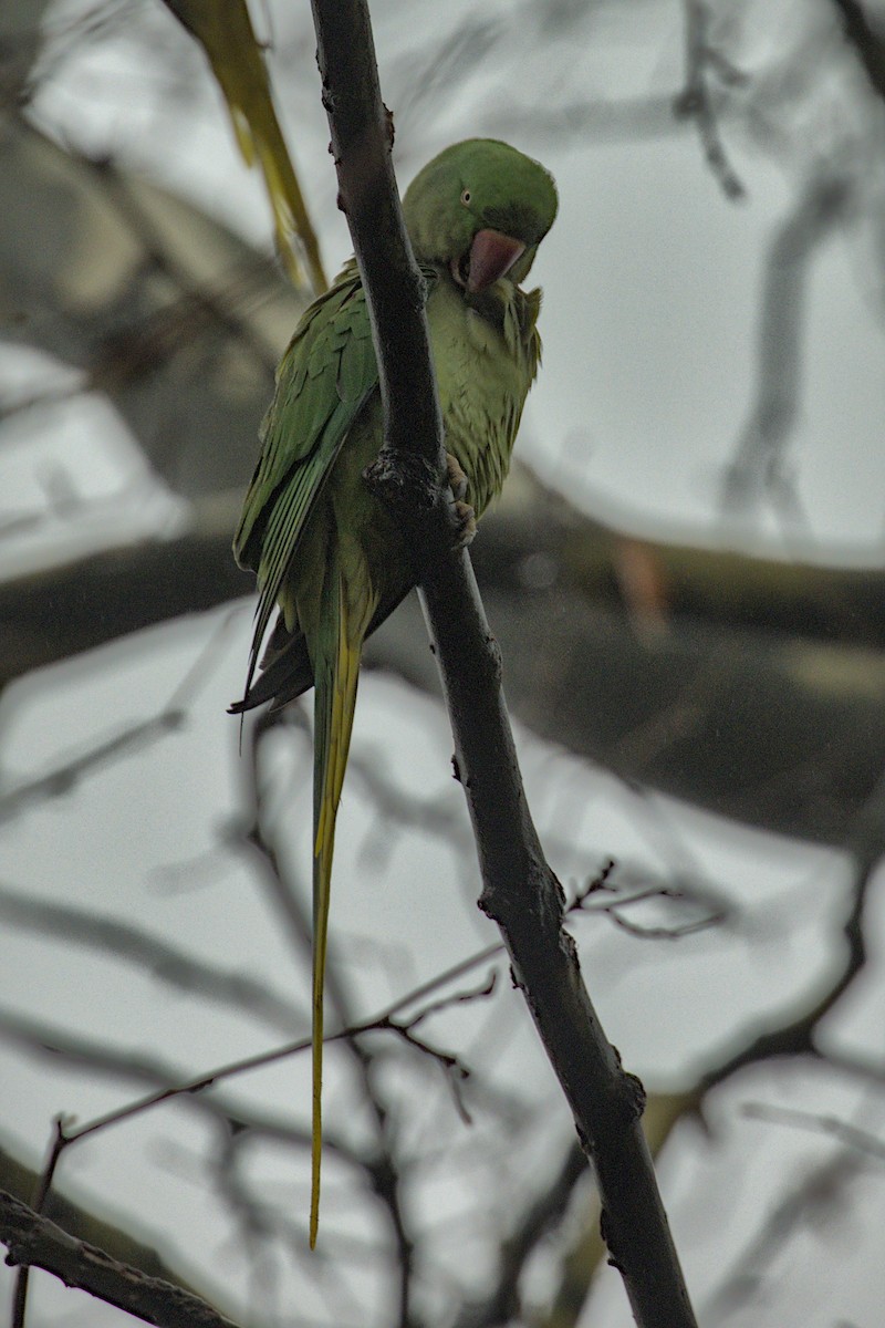 Alexandrine Parakeet - ML628106526