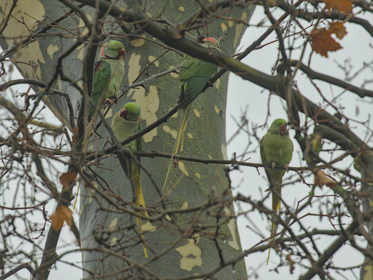 Alexandrine Parakeet - ML628106527