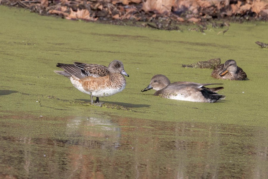 American Wigeon - ML628106530