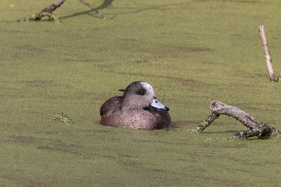 American Wigeon - ML628106531