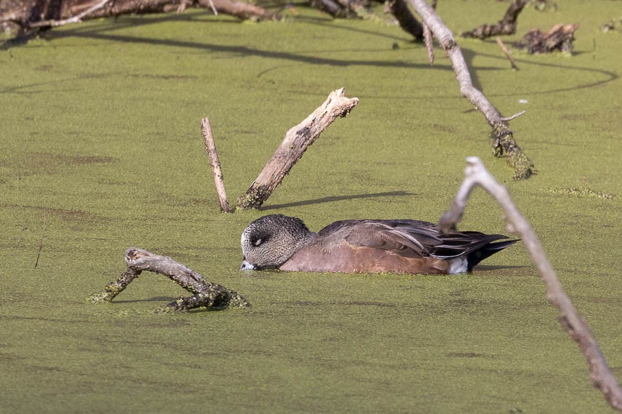 American Wigeon - ML628106532