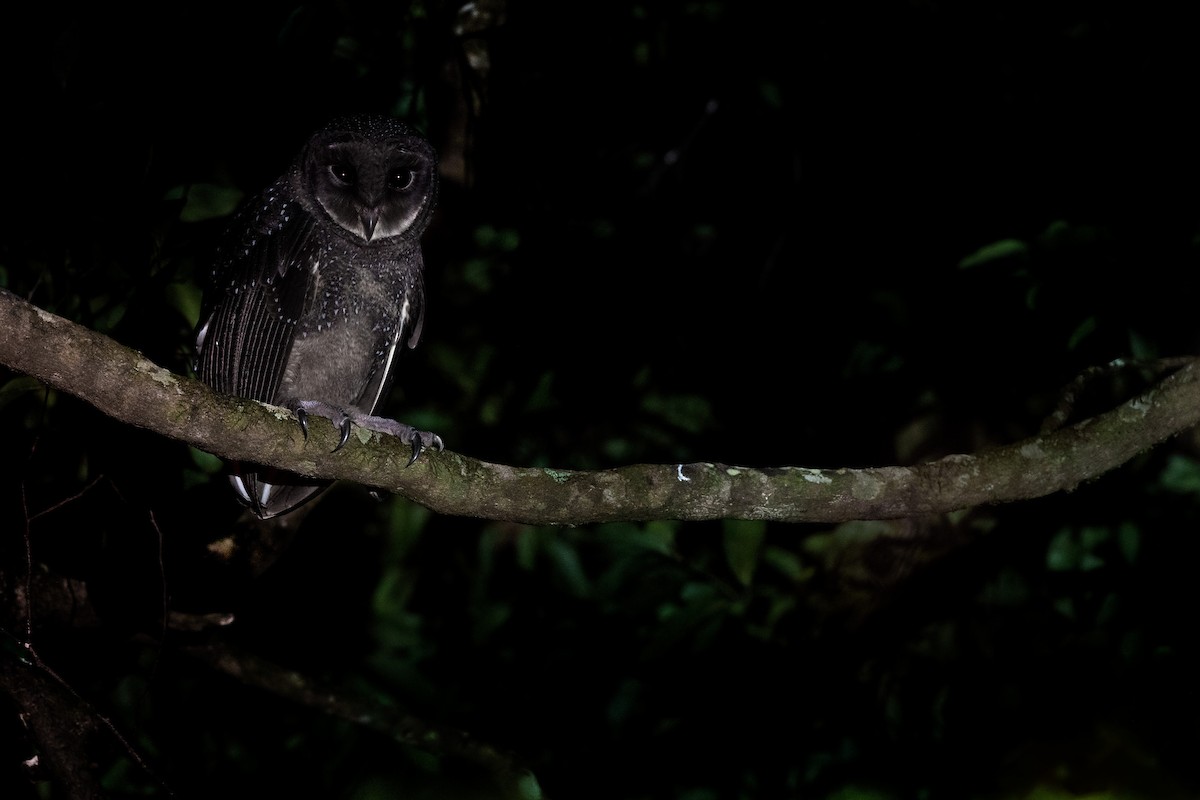 Sooty Owl (Greater) - ML628106533