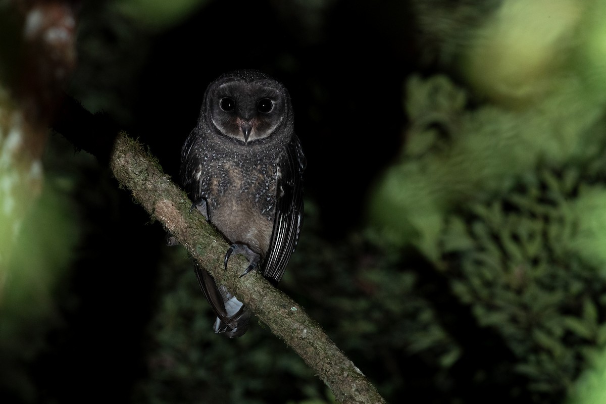 Sooty Owl (Greater) - ML628106534