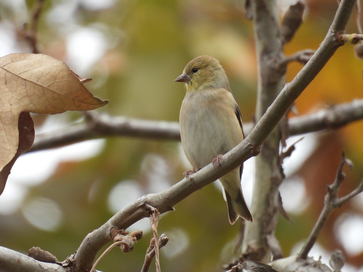 American Goldfinch - ML628106535