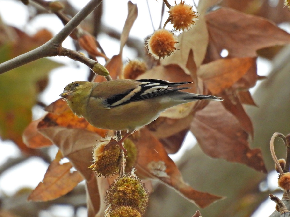 American Goldfinch - ML628106536