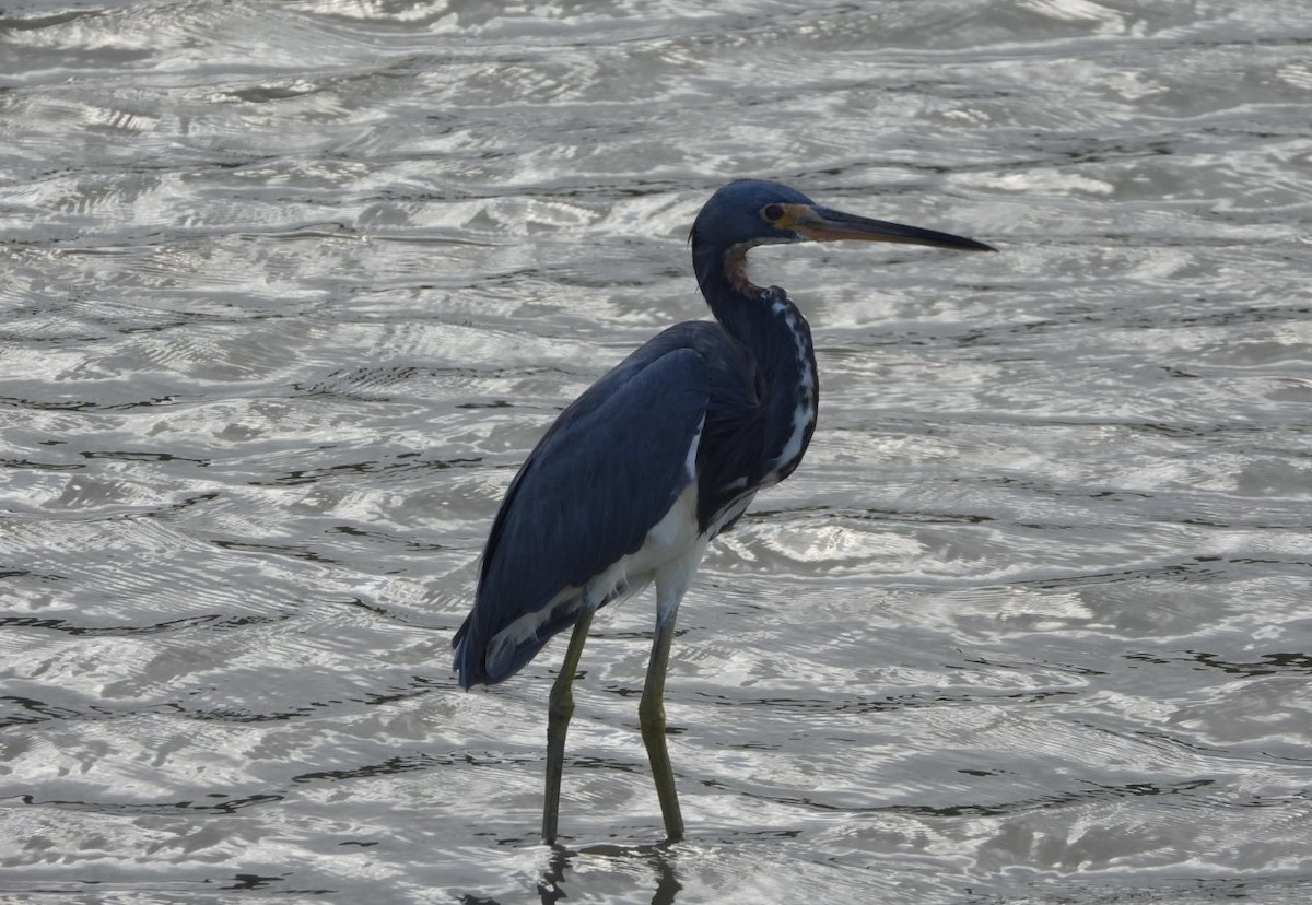 Tricolored Heron - ML628106537