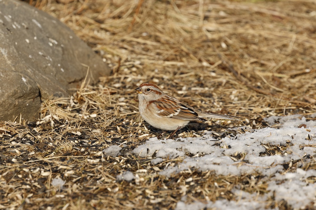 American Tree Sparrow - ML628106539