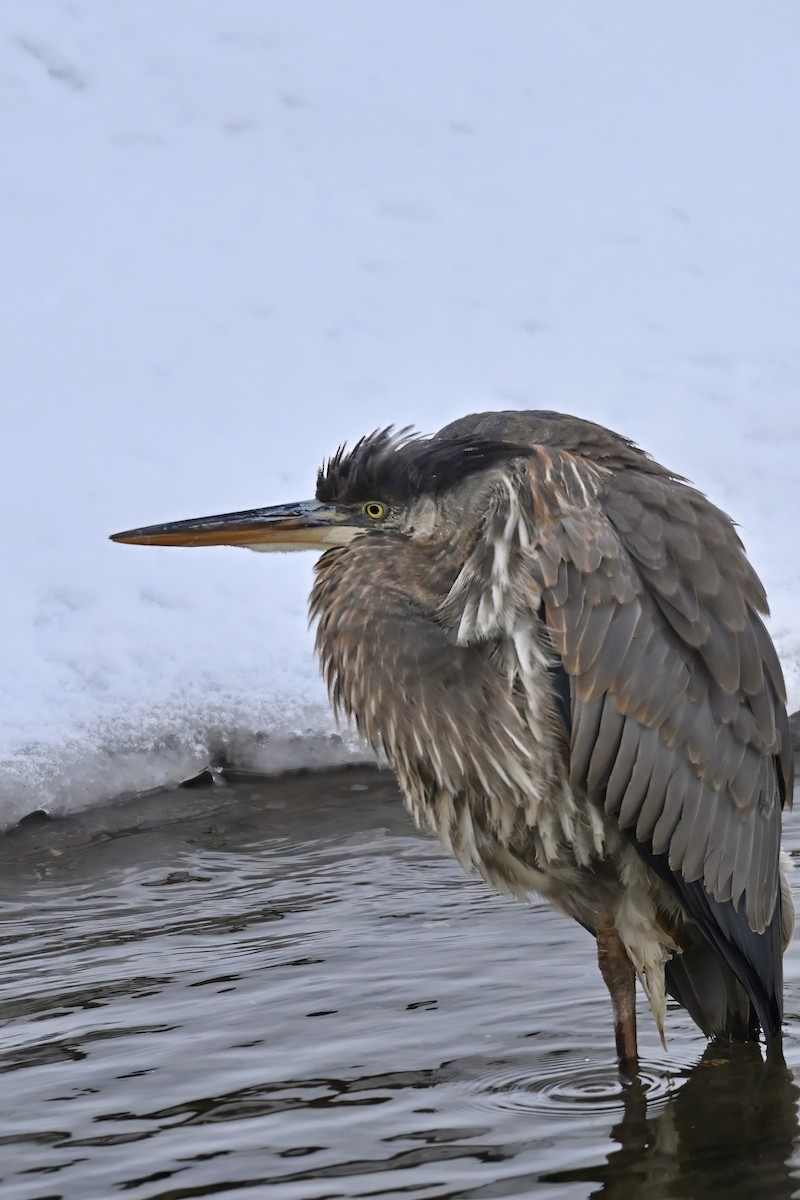 Great Blue Heron - ML628106542