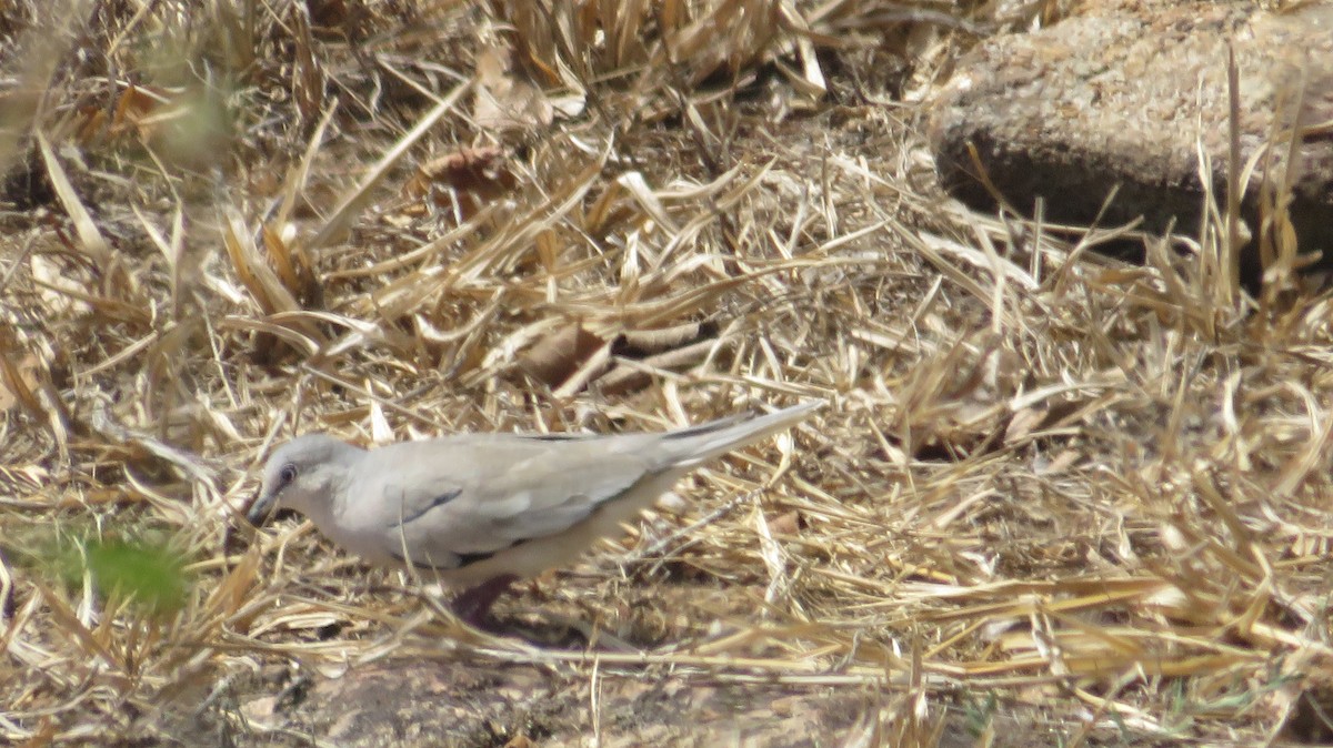 Picui Ground Dove - ML628106546