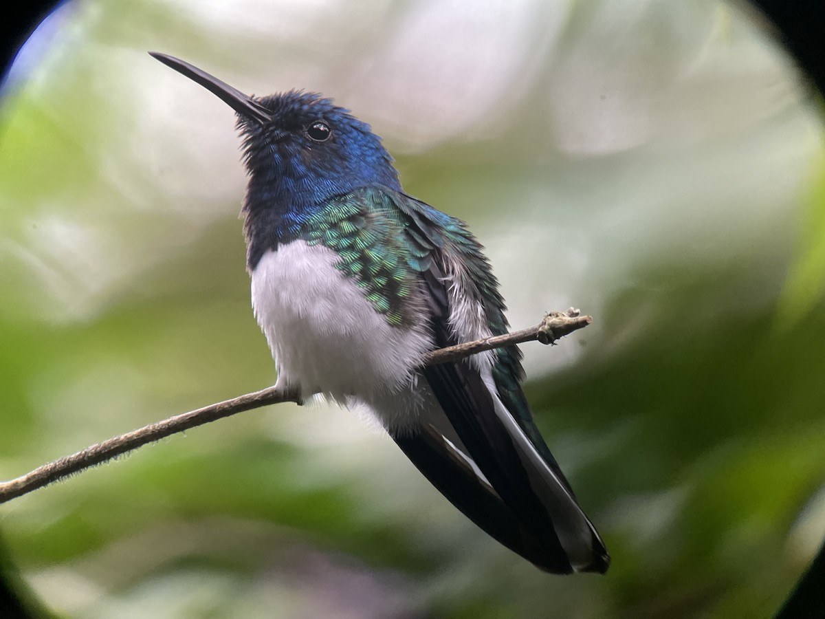 White-necked Jacobin - ML628106547