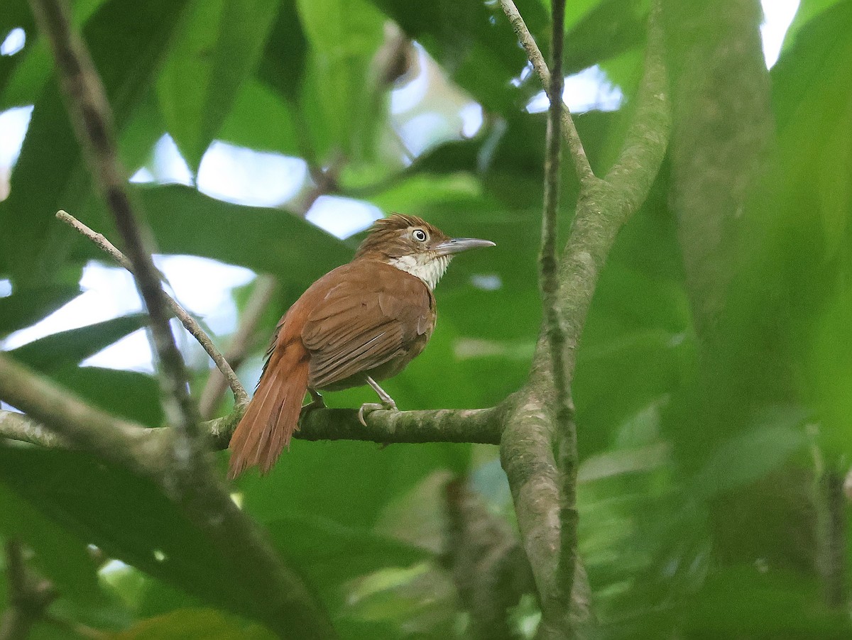 Pernambuco Foliage-gleaner - ML628106577