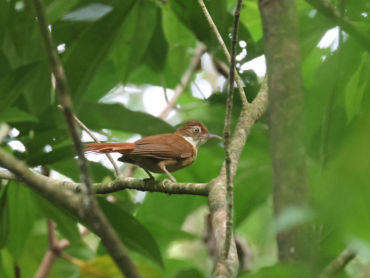 Pernambuco Foliage-gleaner - ML628106578