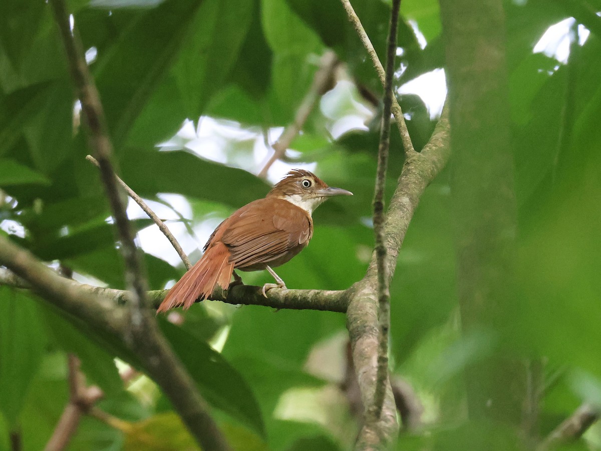 Pernambuco Foliage-gleaner - ML628106579