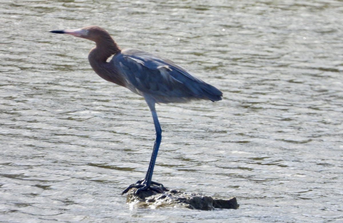Reddish Egret - ML628106636