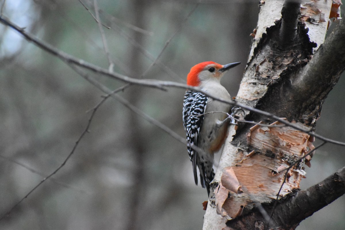 Red-bellied Woodpecker - ML628106670