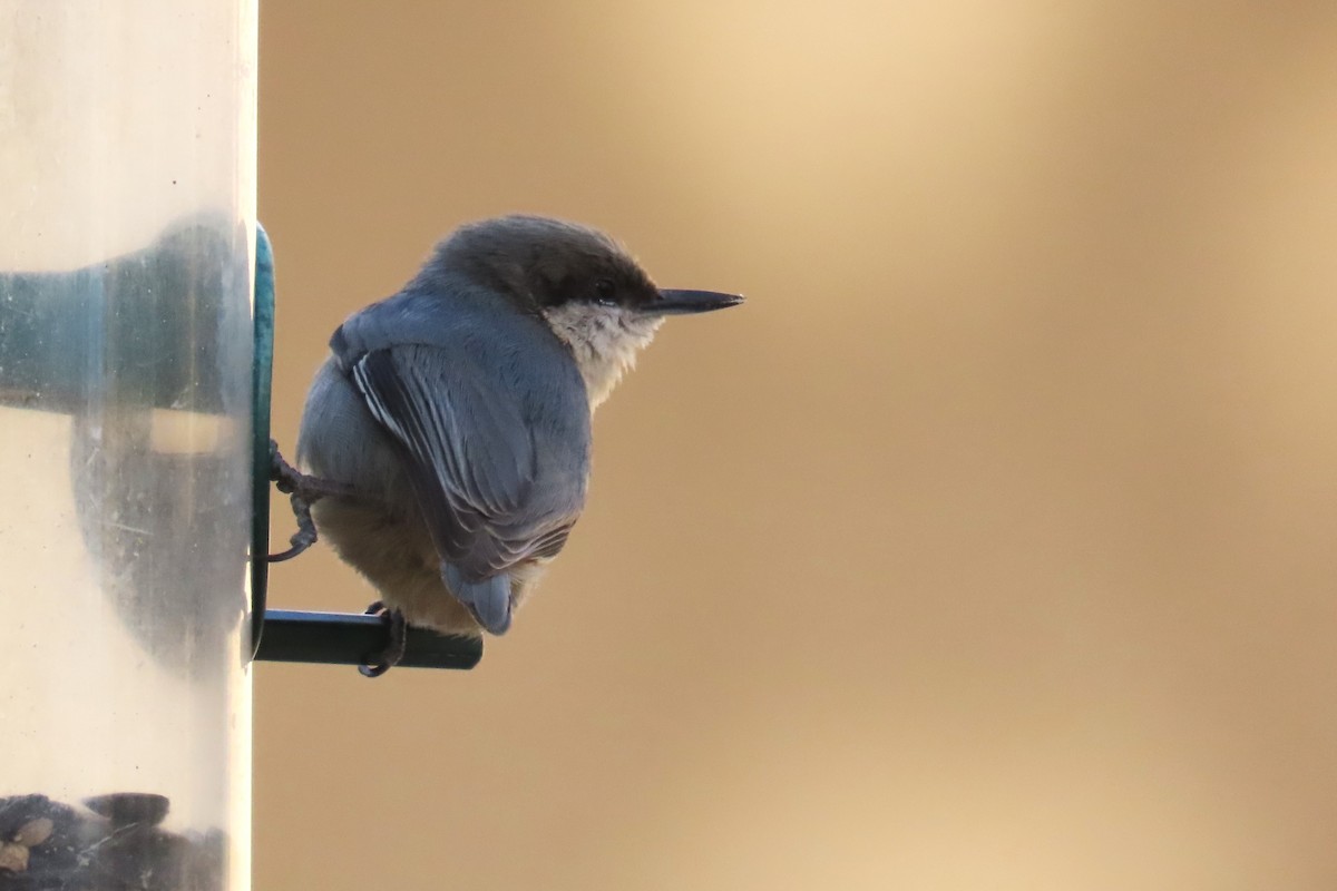 Pygmy Nuthatch - ML628106691