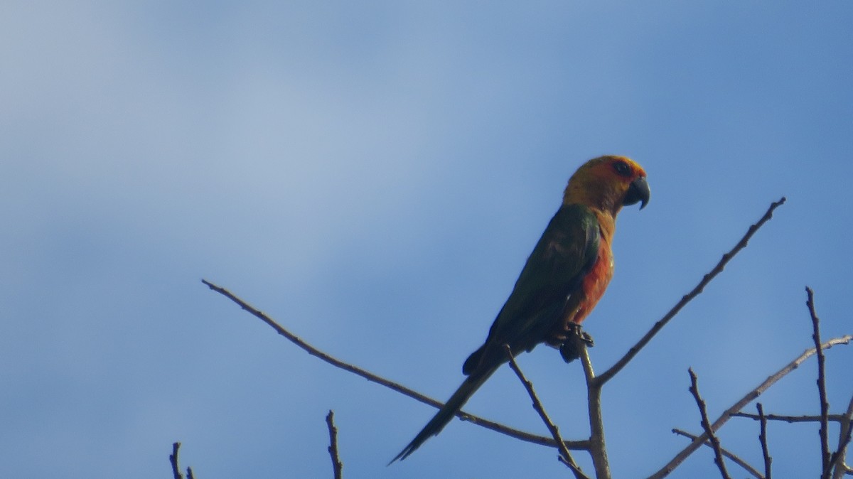 ナナイロメキシコインコ - ML628106810