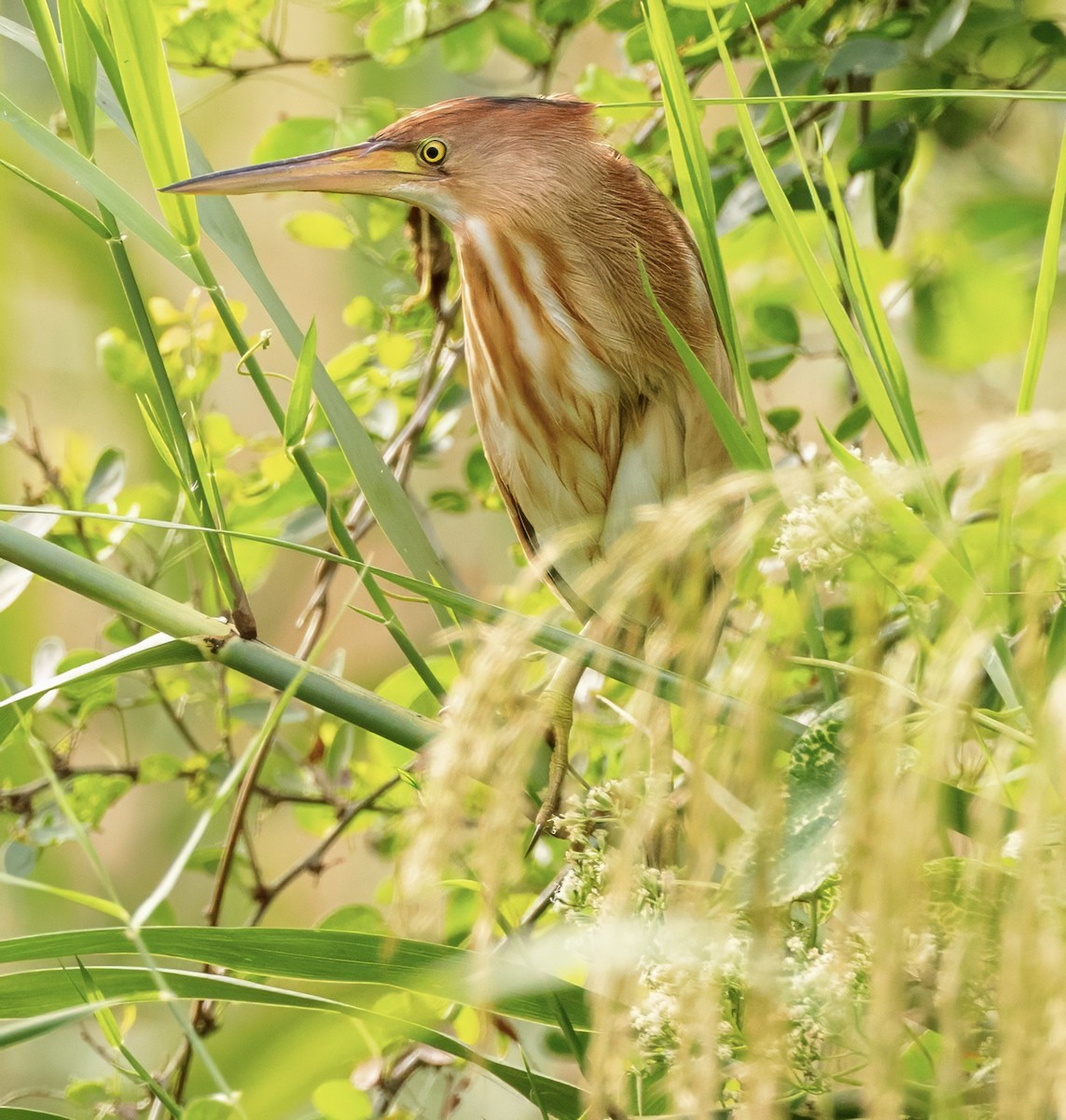 Yellow Bittern - ML628106862