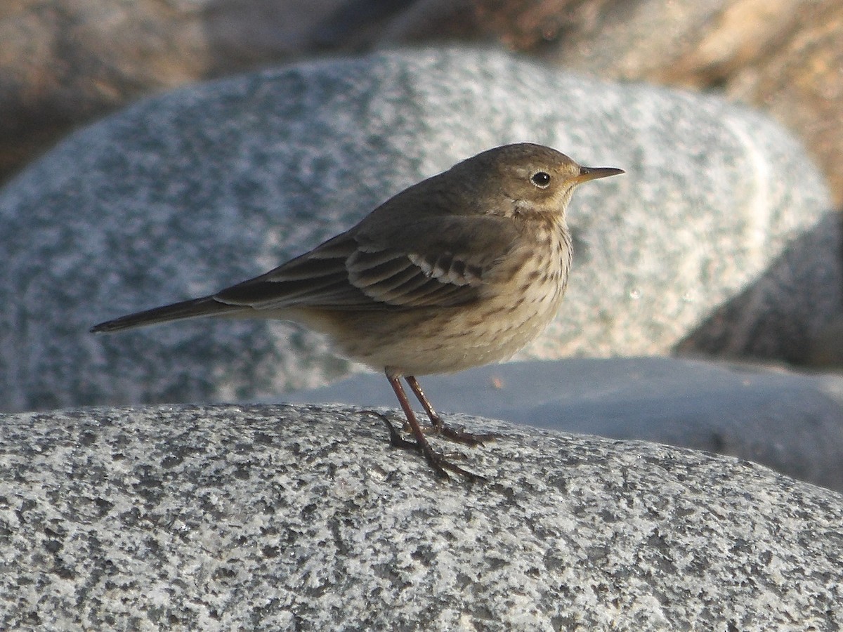 American Pipit - ML628106985