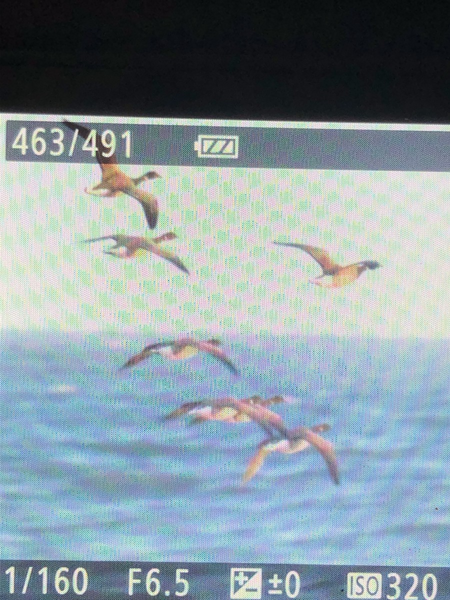 Brant (Pale-bellied) - ML628107009