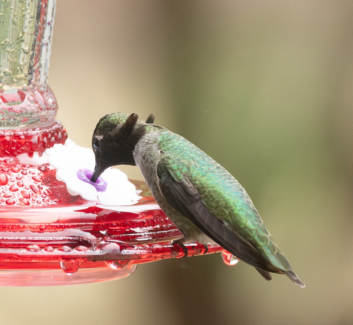 Anna's Hummingbird - ML628107011