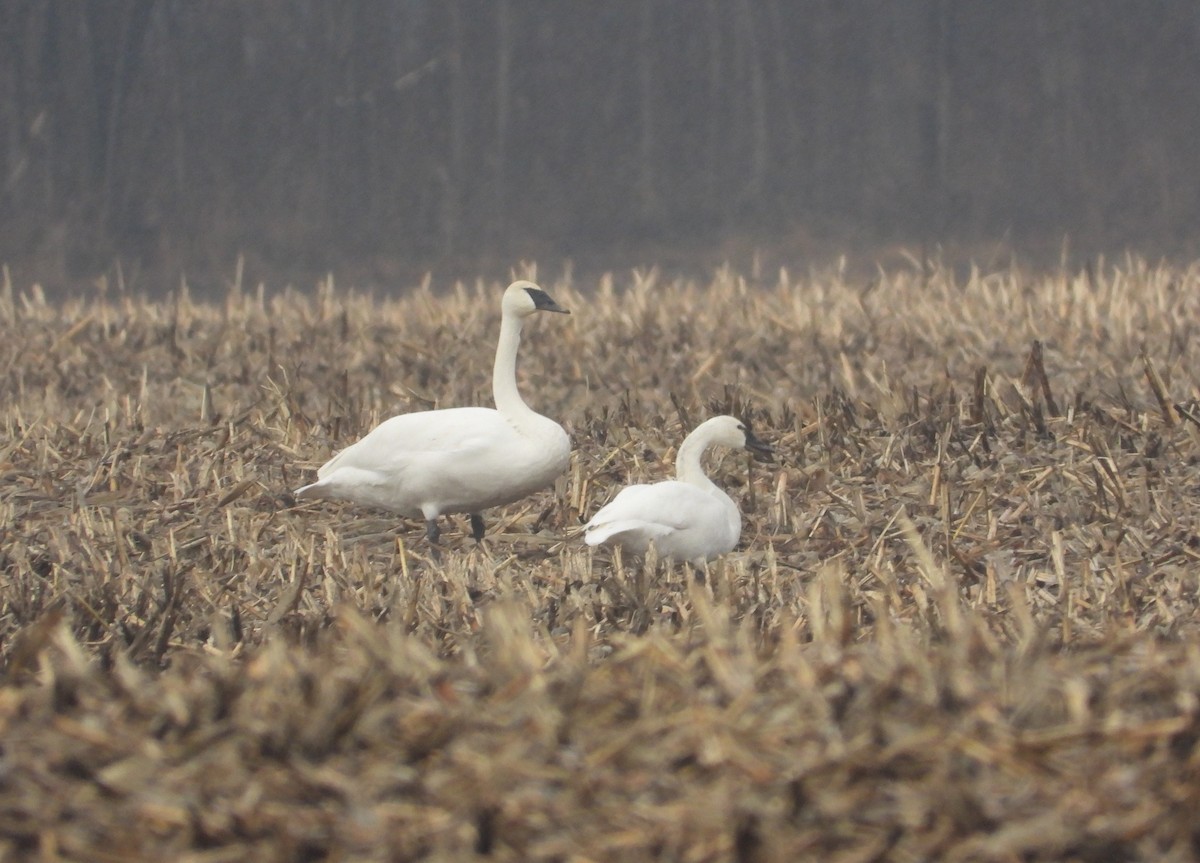 Trumpeter Swan - ML628107012