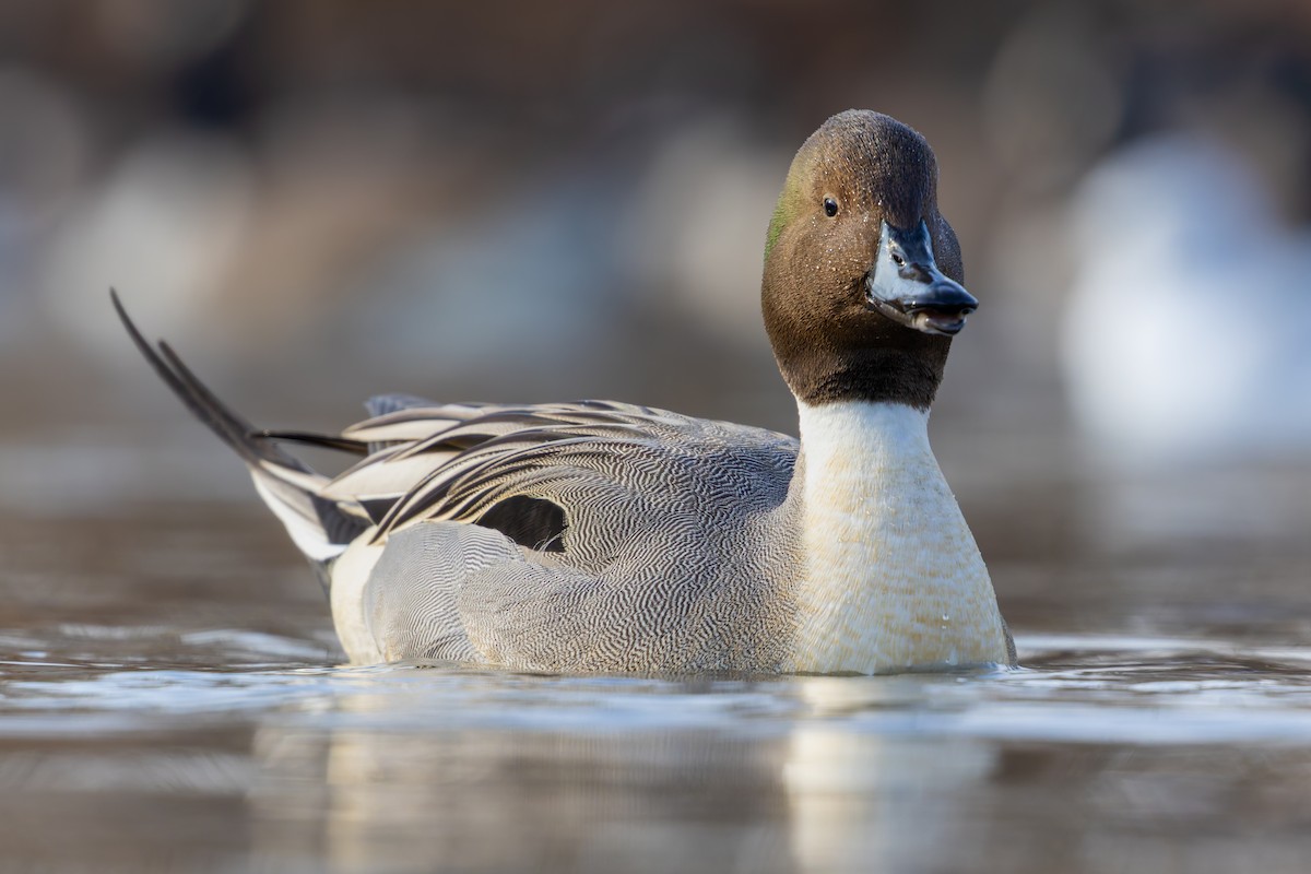 Northern Pintail - ML628107013