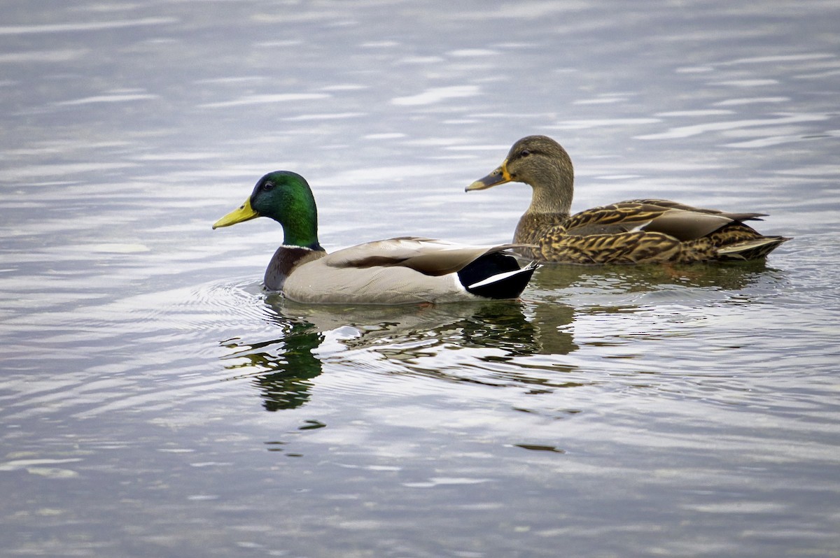 Mallard - ML628107017