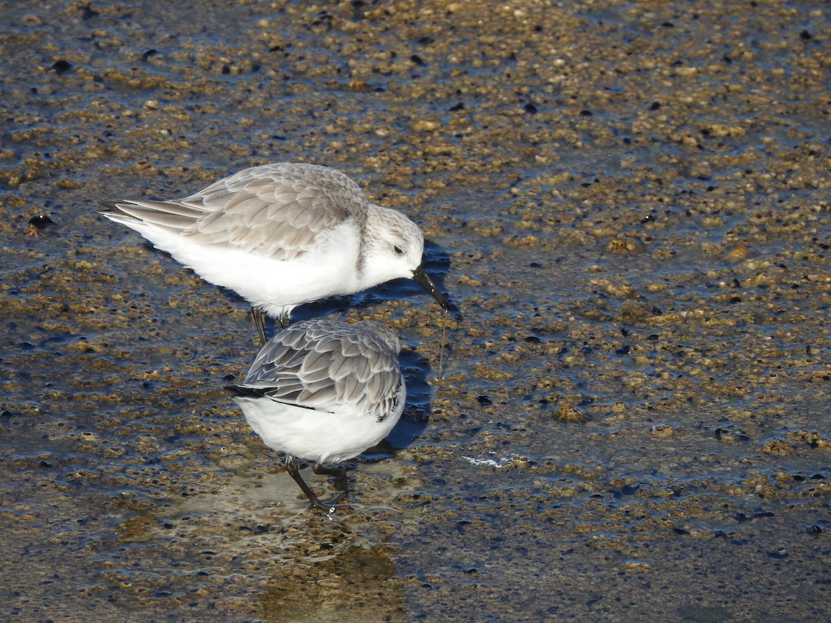 Sanderling - ML628107021