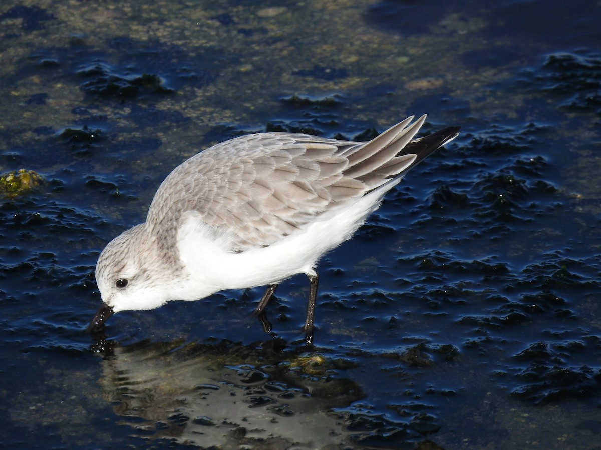 Sanderling - ML628107022