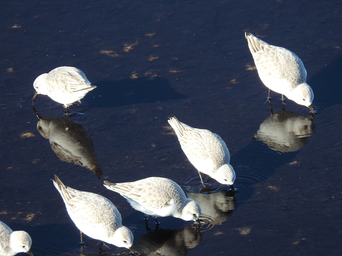 Sanderling - ML628107023