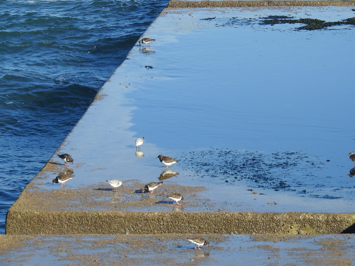 Sanderling - ML628107026