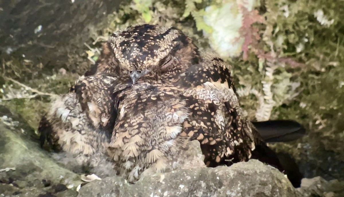 Lyre-tailed Nightjar - ML628107028