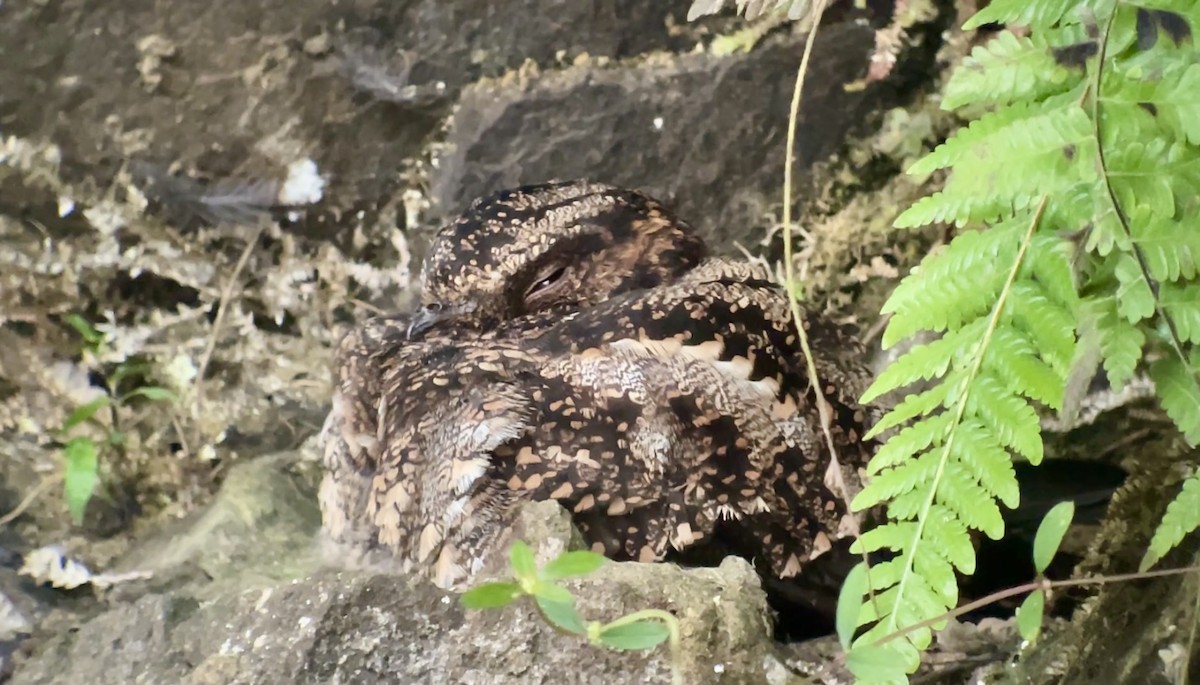 Lyre-tailed Nightjar - ML628107029