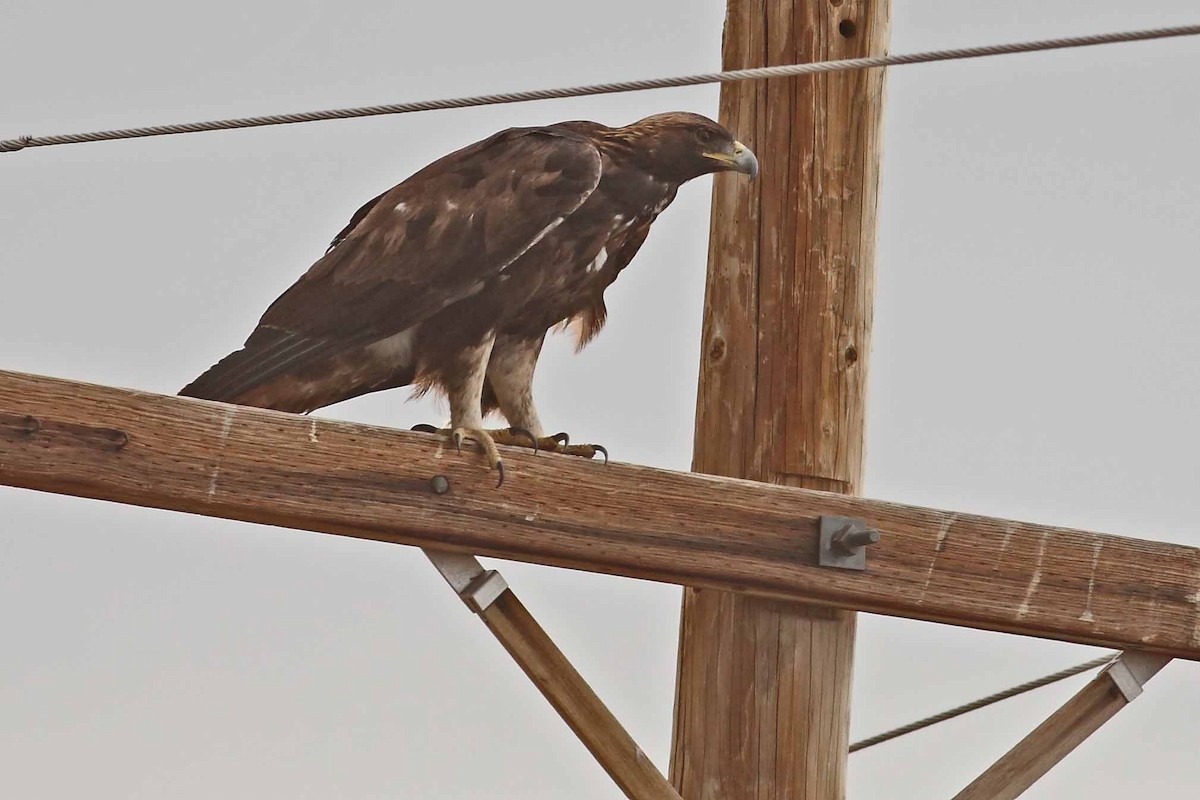 Golden Eagle - ML628107032