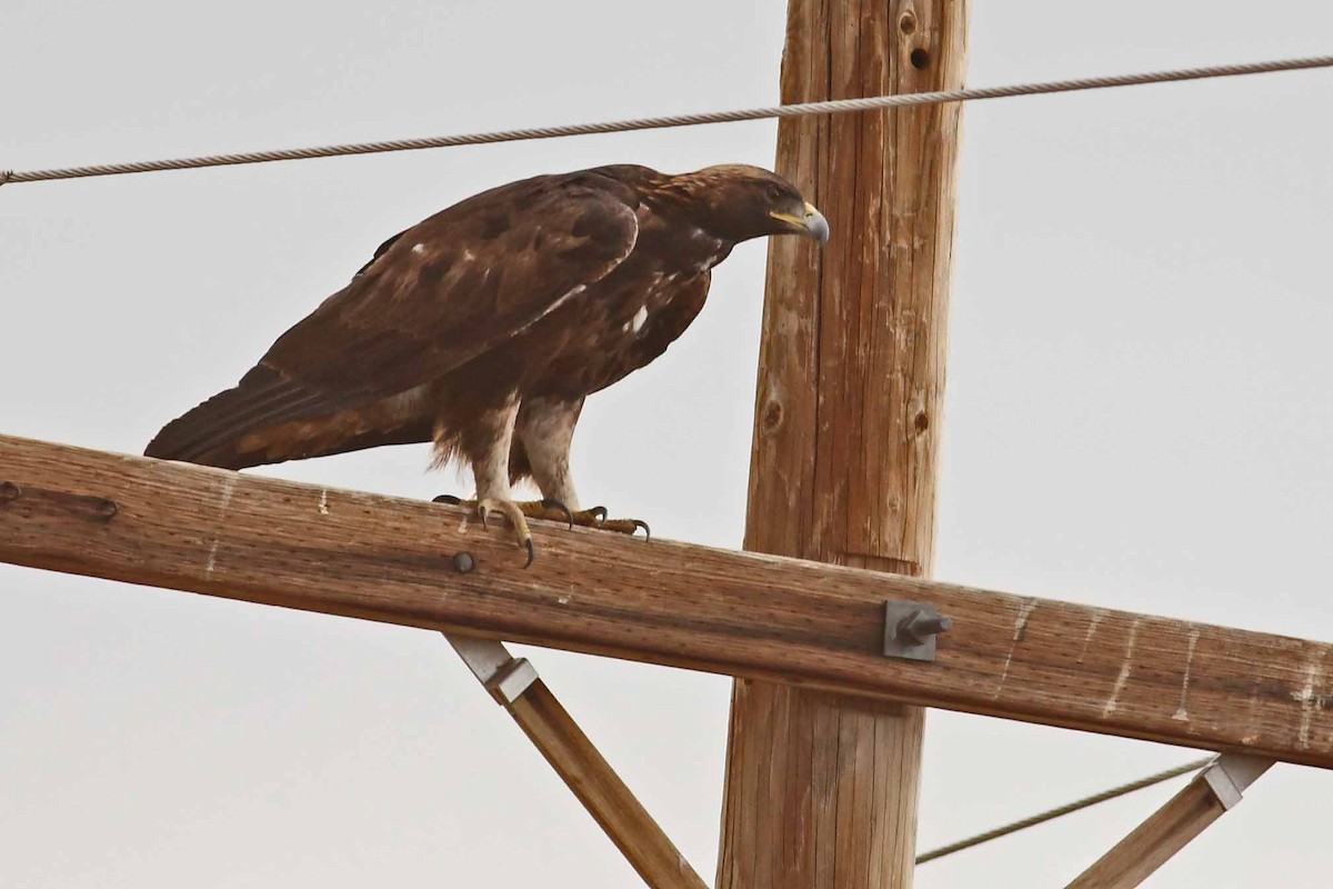 Golden Eagle - ML628107033