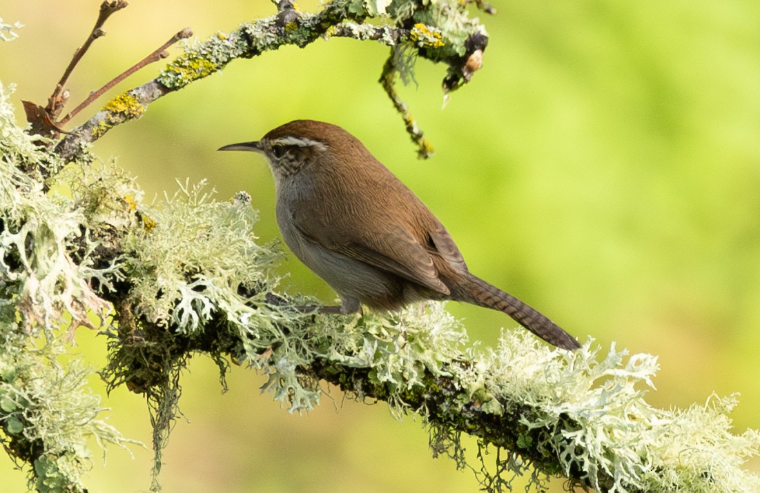 Bewick's Wren - ML628107037