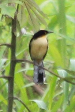 Black-capped Donacobius - ML628107038