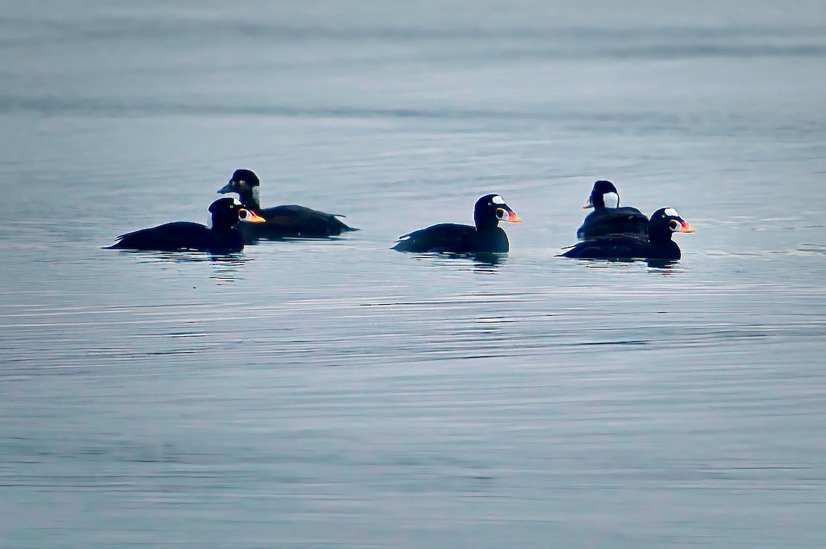 Surf Scoter - ML628107040