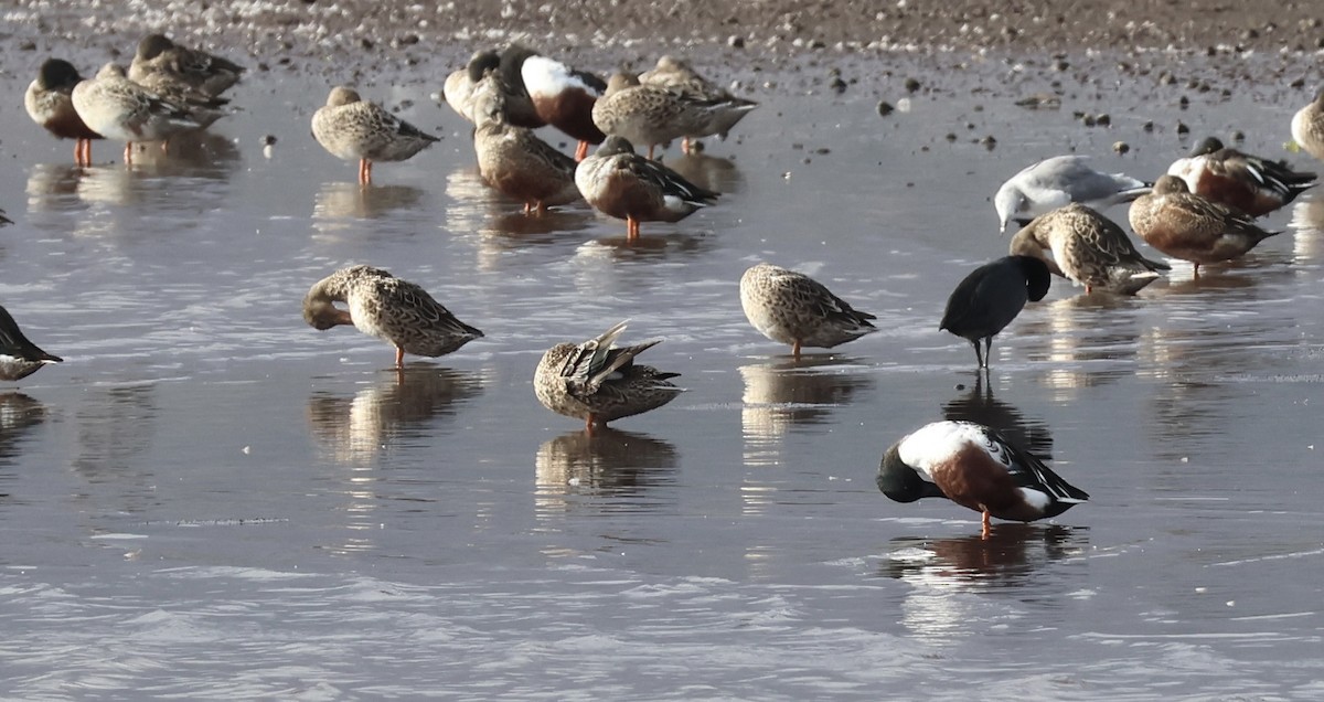 Hawaiian Coot - ML628107041