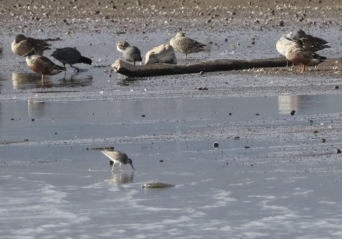 Hawaiian Coot - ML628107042