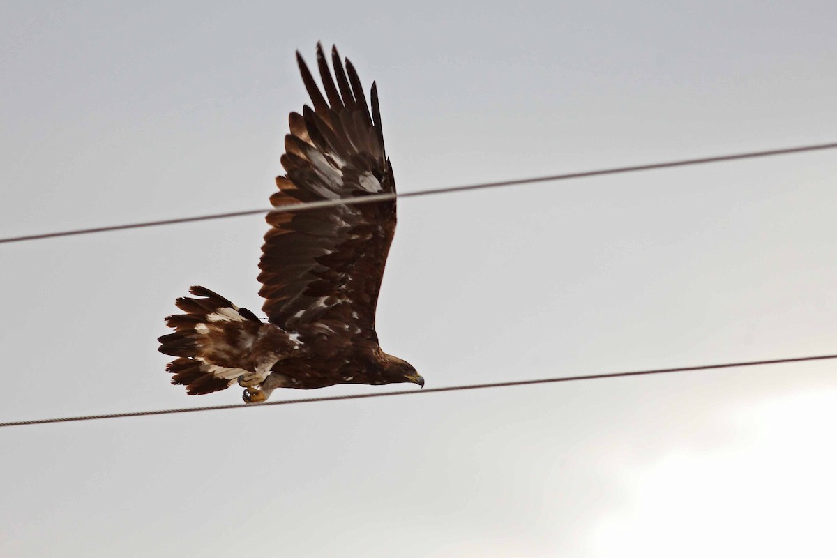 Golden Eagle - ML628107043