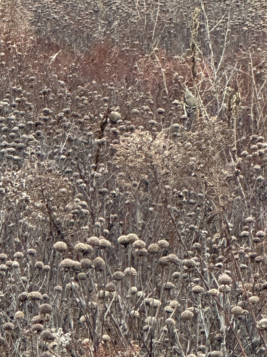 American Goldfinch - ML628107076