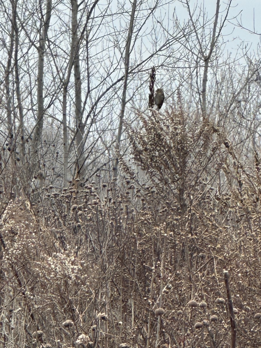 American Goldfinch - ML628107078