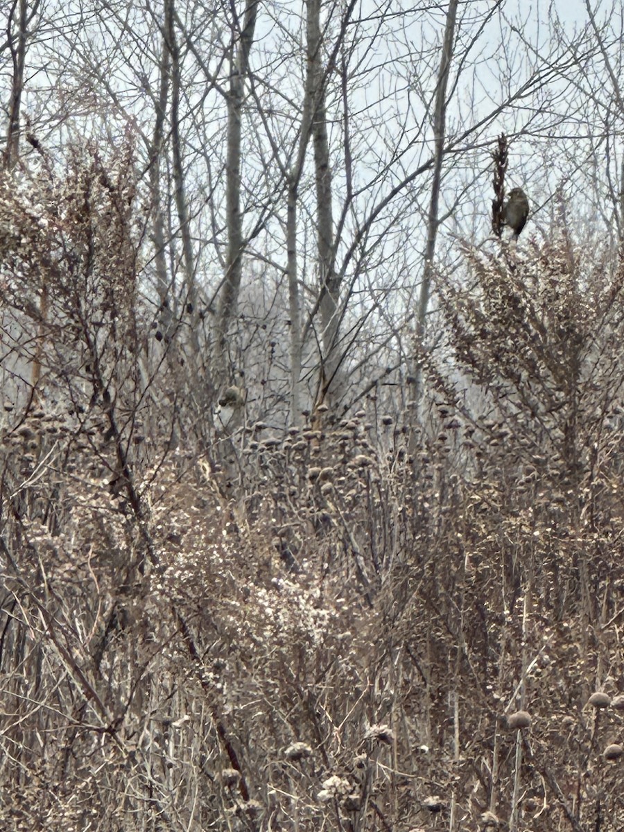 American Goldfinch - ML628107079