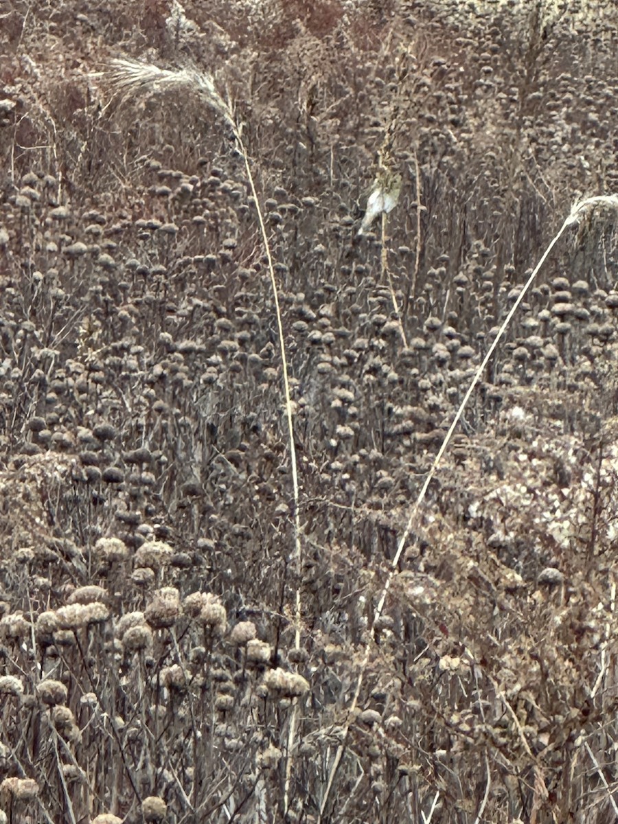 American Goldfinch - ML628107080