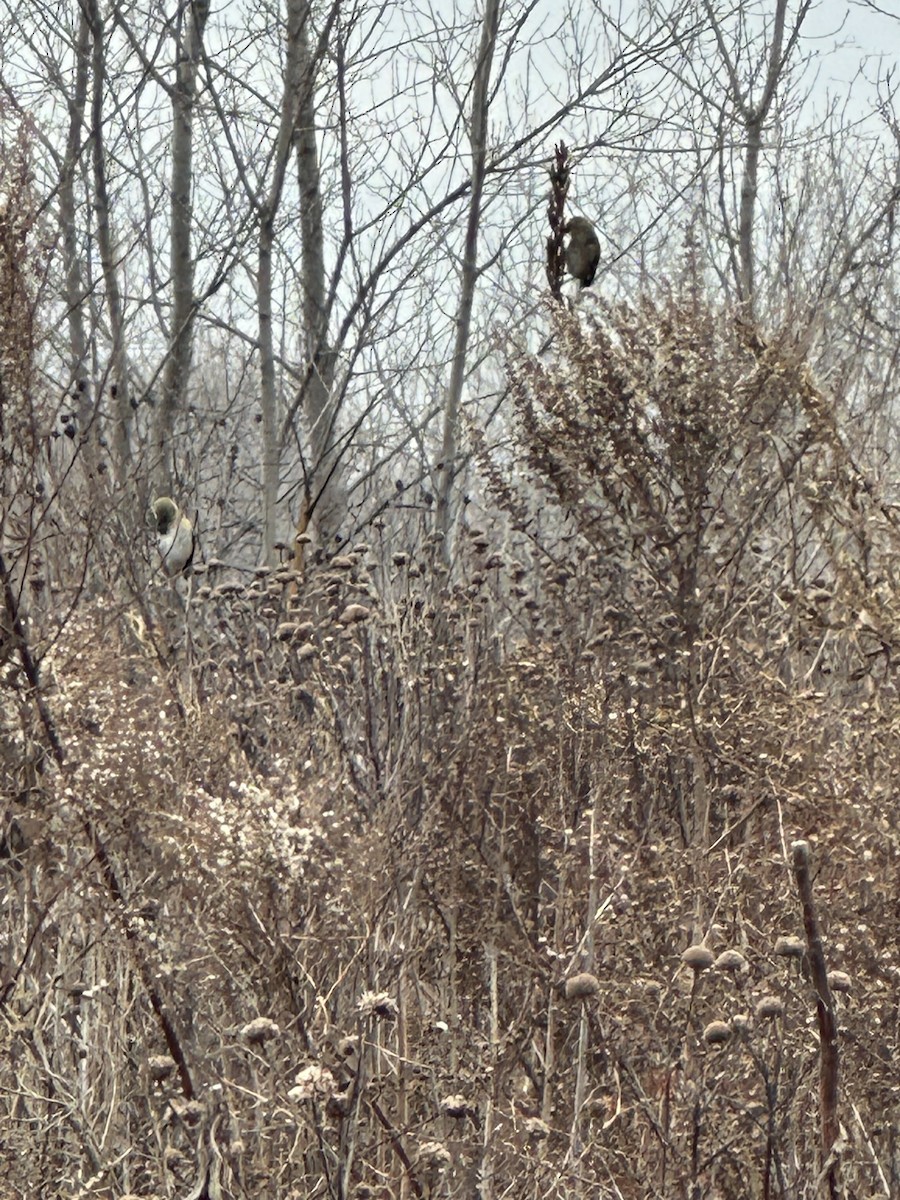 American Goldfinch - ML628107081